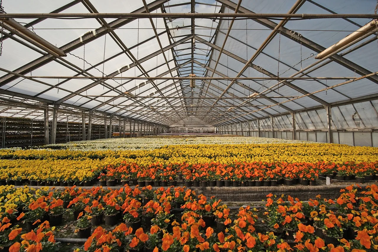 greenhouse, flower wallpaper, nature, nursery, flower bed, flower, violet, pansy, palinske, flower background, flora, horticulture, florist, spring, beautiful flowers, erfurt, early bloomer, buga, buga2021. Florist software compared: features, prices and verdicts