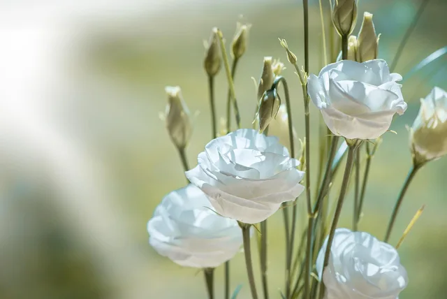 lisianthus, flower, blossom, bloom, white, white flower, white flowers, beautiful flowers, petals, flower background, cut flower, tiresome, lovely, flower wallpaper, close up, nature, tender, floristry. How Canadian florists import flowers under CFIA and CBSA rules
