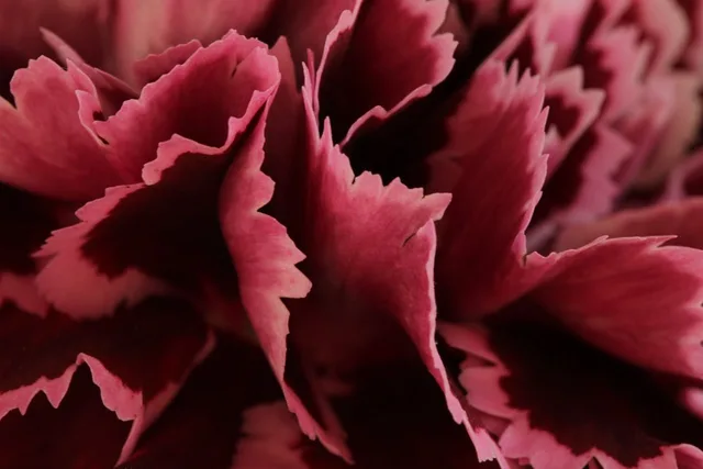 carnation, beautiful flowers, flower, flower background, nature, rose flower, petals, rose, flower wallpaper, botany, flower girl dress, decor, fuchsia, texture. Registering a florist shop: the order for entity, EIN, city license, seller permit and fire inspection