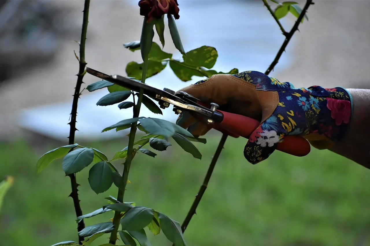 rose pruning, pruning, gardening, working hands, garden, plants, shears, nature, pruning, pruning, pruning, pruning, pruning. Reading florist equipment with a sceptical eye