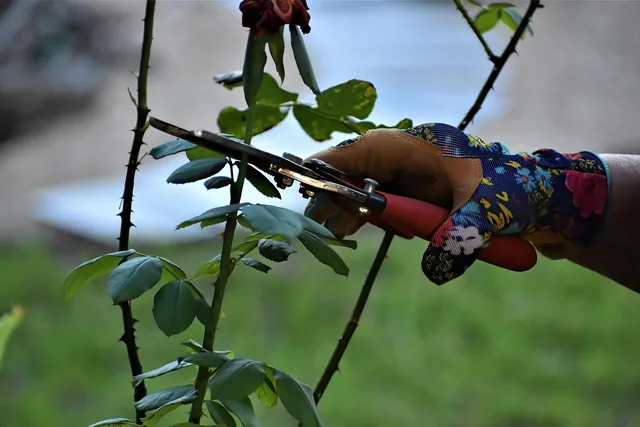 rose pruning, pruning, gardening, working hands, garden, plants, shears, nature, pruning, pruning, pruning, pruning, pruning. Reading florist equipment with a sceptical eye