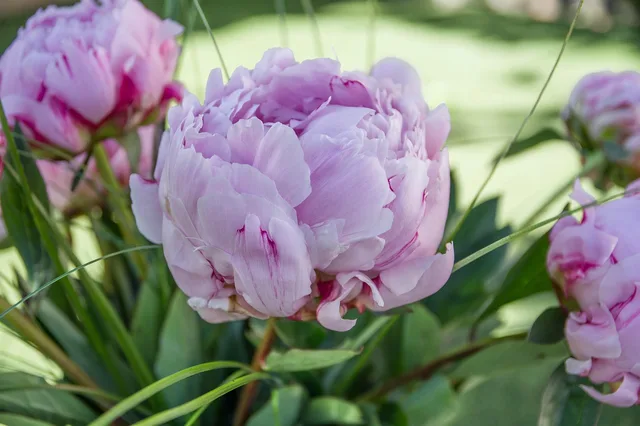 peonies, petals, florist, pink, pentecost, peonies, peonies, florist, florist, florist, florist, florist, pentecost. Getting florist expansion right the first time