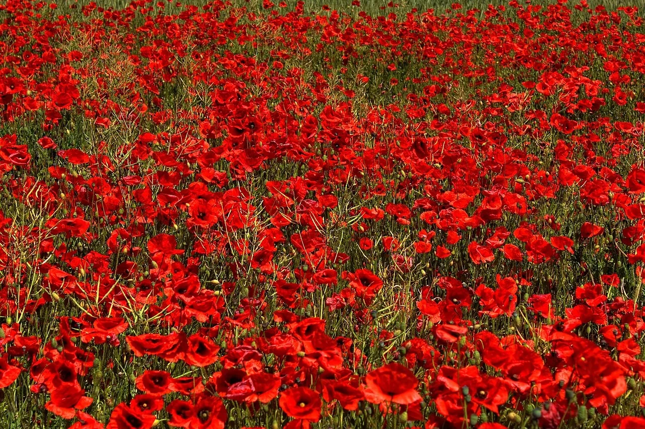 poppies, red, flowers, beautiful flowers, field, meadow, flower meadow, flower field, field of flowers, poppy field, flower background, red poppies, red flowers, bloom, blossom, flora, botany, nature, plants, flower wallpaper, brandenburg, germany, wildflowers, field of poppies. Florist referral program: which channels hold up
