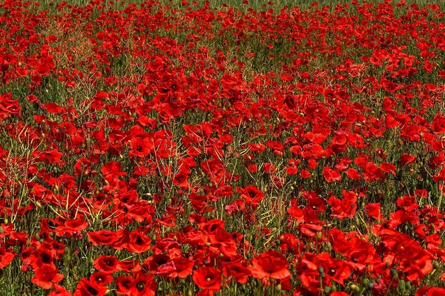 poppies, red, flowers, beautiful flowers, field, meadow, flower meadow, flower field, field of flowers, poppy field, flower background, red poppies, red flowers, bloom, blossom, flora, botany, nature, plants, flower wallpaper, brandenburg, germany, wildflowers, field of poppies. Florist referral program: which channels hold up