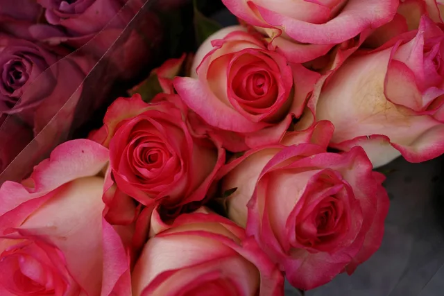 red roses, florist, gifts, love, celebration, valentine, anniversary, pattern, backdrop. Florist bundles and pricing tiers for 2027