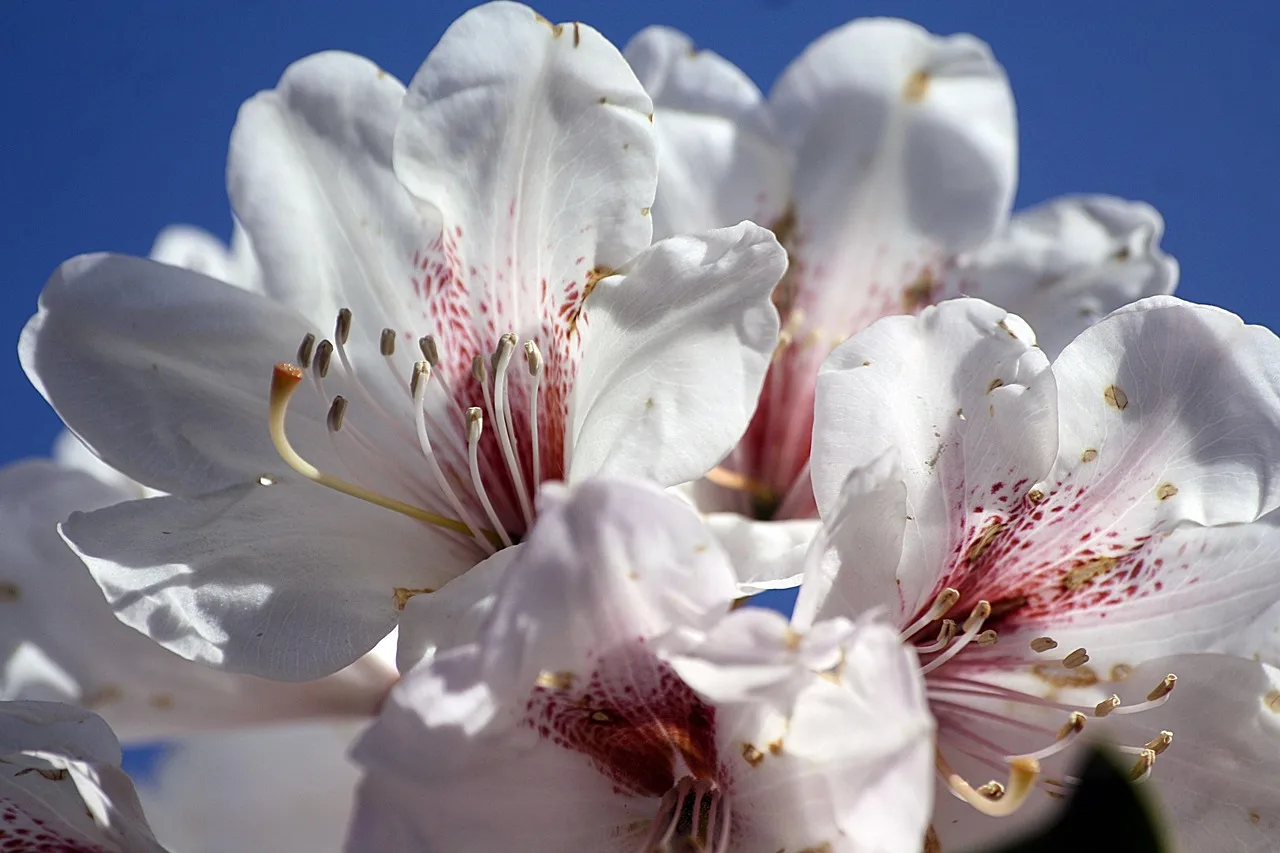 rhododendron, nature, white, blossom, bloom, spring, hh, hamburgensien, macro, close up, walk in the park. Capital for a florist business: what it takes and where it comes from