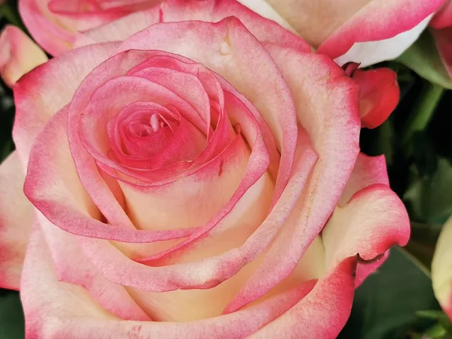 white pink rose, blooming, love, romantic, colorful, floral, street florist, outdoor. Flower Import Costs Canada: What Florists Pay at the Border