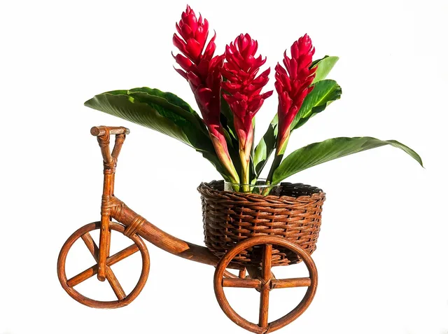 flower, flower arrangement, deco, decoration, flora, plant, flower wallpaper, floral arrangement, floristic, table decoration, vase, flower background, beautiful flowers, blossom, bloom, pots, florist, nature, red, coloured. How to plan florist services packages around capacity