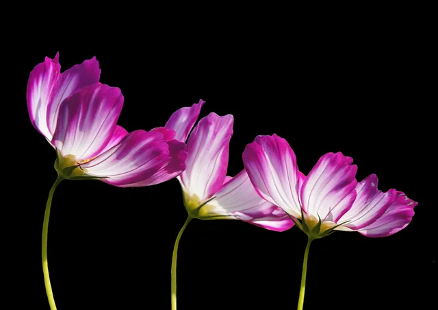 flowers, purple flowers, petals, purple petals, bloom, blossom, flower wallpaper, flora, beautiful flowers, cut flowers, close up, nature, flower background, black background, three. How to Reduce Flower Waste: A Canadian Florist's Guide