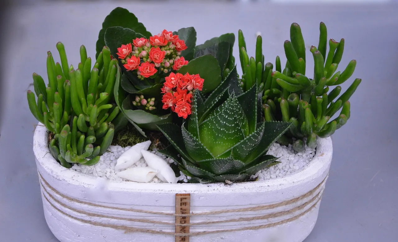 flower, floral composition, nature, flowers fat, flower wallpaper, cactus, flower background, beautiful flowers, florist, plant, event. Profitable florist services: the parts worth your attention