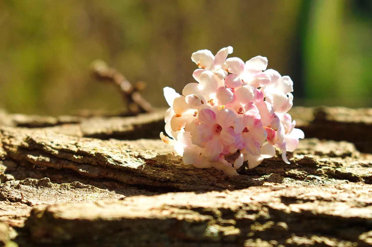 flower of december, flower, december, decoration, flower wallpaper, winter, nature, season, beautiful flowers, flower background, calendar, wood, pink, brown calendar. What Does a Seasonal Flower Availability Calendar Look Like for US Florists?
