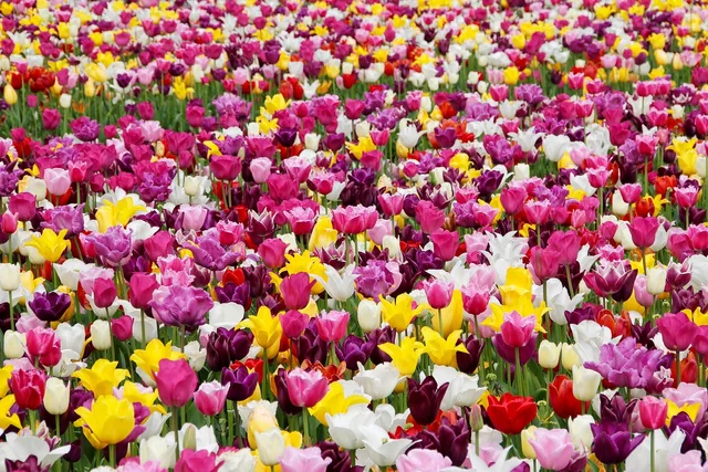 tulips, flowers, field, flower wallpaper, tulip farm, tulip field, colorful, colorful flowers, garden, tulip garden, flower garden, bloom, beautiful flowers, blossom, flora, floriculture, horticulture, botany, flower background, nature, plants, tulpenbluete, field of flowers, holland. Sourcing flowers from Ontario farms, a region-by-region checklist